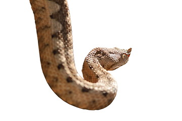 Image showing horned viper isolated over white