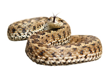 Image showing isolated venomous snake ready to attack