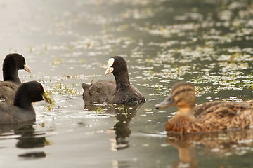 Image showing black coots on the water