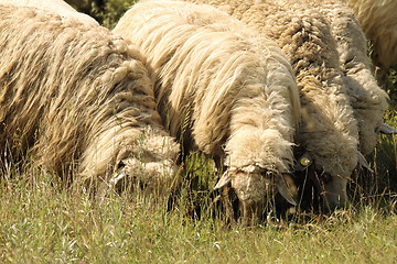 Image showing flock of sheep grazing on meadow