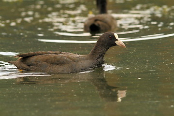 Image showing common coot swimming on pond