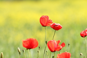 Image showing some poppies on green background