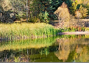 Image showing The autumn wood on the bank of the big beautiful lake