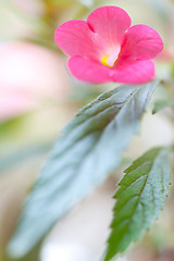 Image showing achimenes flower