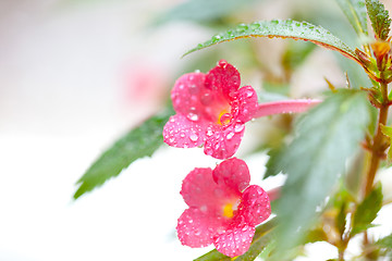 Image showing achimenes flowers