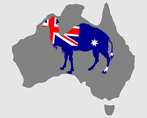 Image showing Australian camel