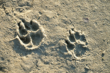 Image showing Paw  in sand