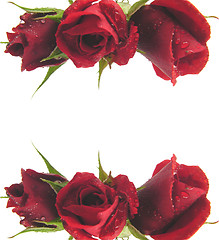 Image showing Red roses on the top and bottom edge of a white background 