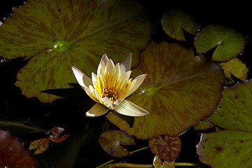 Image showing Lotus blossom afternoon