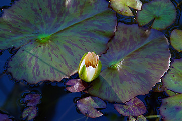 Image showing Lotus blossom morning