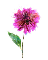 Image showing Watercolor Image Of Pink Dahlia