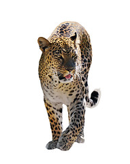 Image showing Leopard