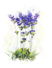 Image showing Watercolor Image Of  Lavender Flowers