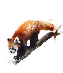 Image showing Watercolor Image Of  Red Panda