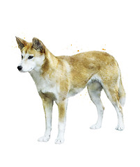 Image showing Watercolor Image Of  Australian Dingo