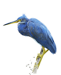 Image showing Little Blue Heron