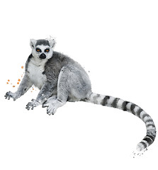 Image showing Watercolor Image Of Ring-tailed Lemur