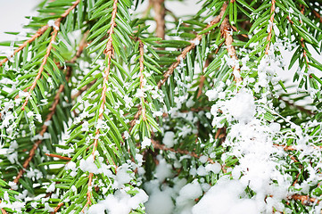 Image showing White artificial  snow Christmas tree