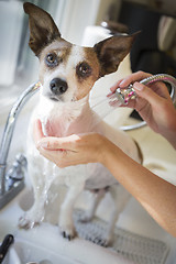 Image showing Cute Jack Russell Terrier Getting a Bath in the Sink