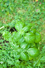Image showing Basil leaves over green background