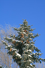 Image showing Spruce tree