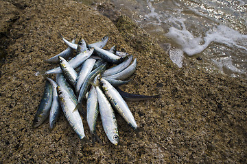 Image showing Sardines