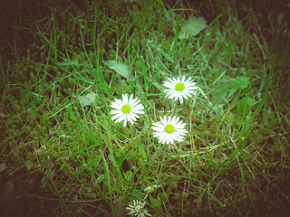 Image showing Retro look Daisy flower