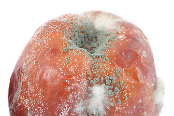 Image showing Fungi on the apple