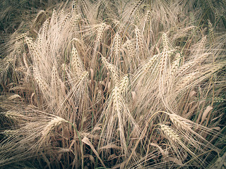 Image showing Retro look Barleycorn field