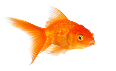 Image showing Goldfish