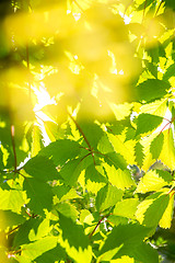 Image showing Grape leaves background