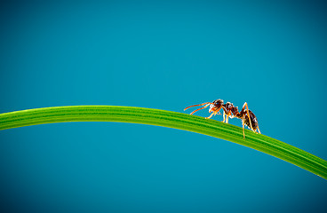 Image showing Ant and green grass