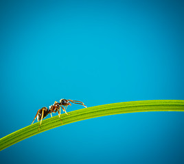 Image showing Ant and green grass