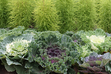 Image showing Bed of ornamental cabbage