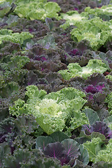 Image showing Kale, focus on white leaves