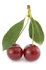Image showing Couple of ripe sour cherries