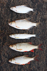 Image showing Five small fishes on stone