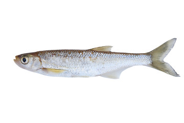 Image showing Small freshwater fish