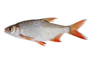 Image showing Small fish