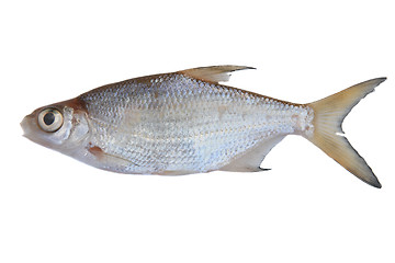 Image showing Freshwater fish