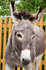 Image showing Donkey