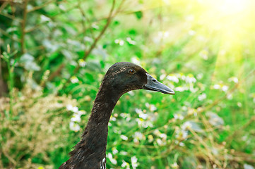 Image showing black duck