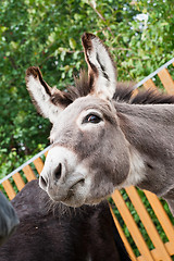 Image showing Donkey