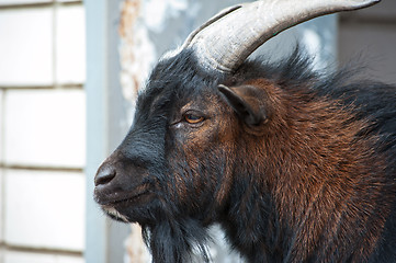 Image showing Sheep ram