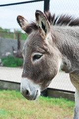 Image showing Donkey