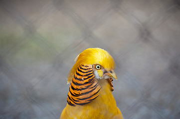 Image showing Pheasant