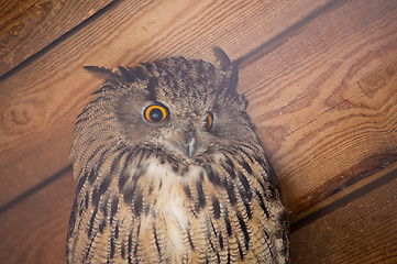 Image showing  eagle owl