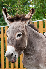 Image showing Donkey