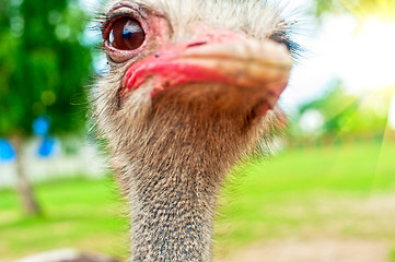 Image showing ostrich