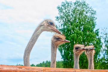 Image showing ostriches